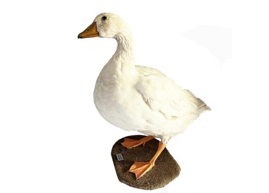 HUSA DOMÁCÍ (ANSER ANSER DOMESTICUS)