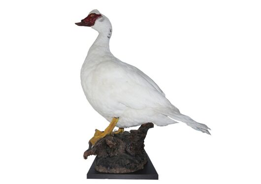 KACHNA DOMÁCÍ (ANAS DOMESTICA)