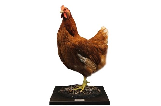 SLEPICE (GALLUS GALLUS DOMESTICUS)