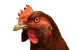 SLEPICE (GALLUS GALLUS DOMESTICUS)
