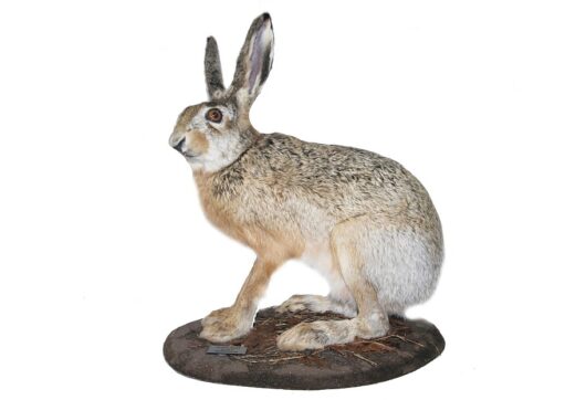 ZAJÍC POLNÍ (LEPUS EUROPAEUS)