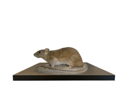 POTKAN OBECNÝ (RATTUS NORVEGICUS)