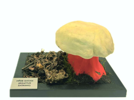HŘIB SATAN (RUBROBOLETUS SATANAS)