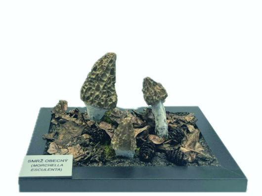 SMRŽ KUŽELOVITÝ (MORCHELLA CONICA)