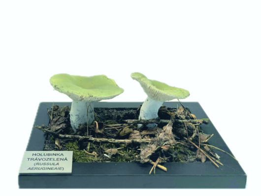 HOLUBINKA TRÁVOZELENÁ (RUSSULA AERUGINEA)