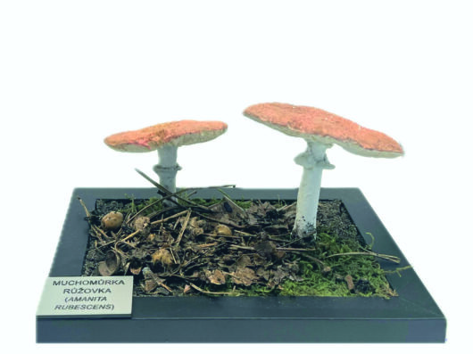 MUCHOMŮRKA RŮŽOVKA (AMANITA RUBESCENS)