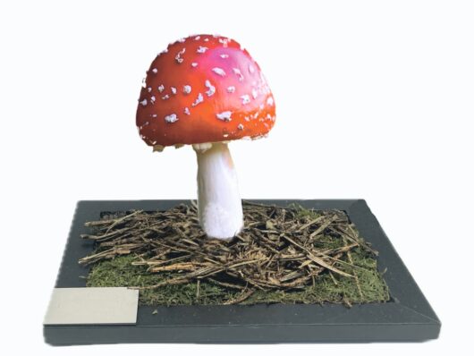 MUCHOMŮRKA ČERVENÁ (AMANITA MUSCARIA)