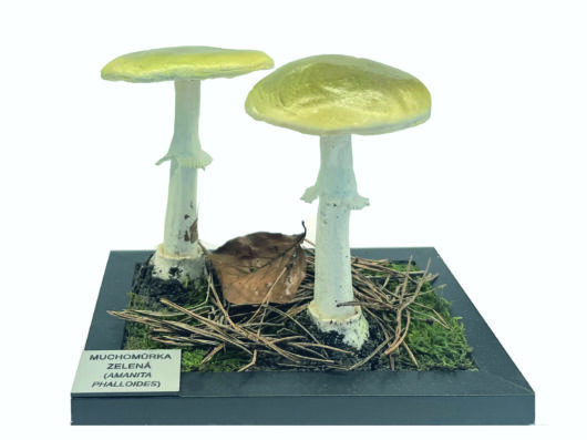 MUCHOMŮRKA ZELENÁ (AMANITA PHALOIDES)