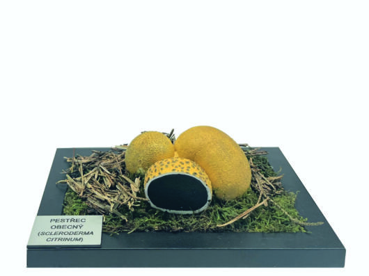 PESTŘEC OBECNÝ (SCLERODERMA CITRINUM)