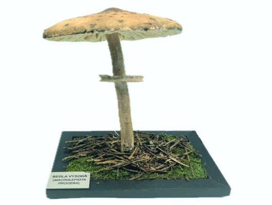 BEDLA VYSOKÁ (MACROLEPIOTA PROCERA)
