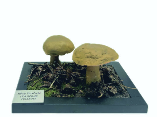 HŘIB ŽLUČNÍK (TYLOPILUS FELLEUS)