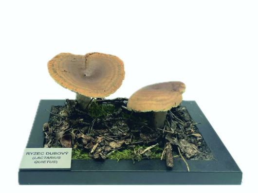 RYZEC DUBOVÝ (LACTARIUS RUBROCINTUS)