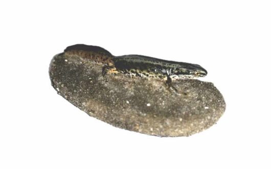 Čolek hranatý (Triturus helveticus)