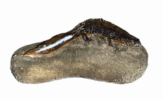 Čolek dravý (Triturus carnifex)