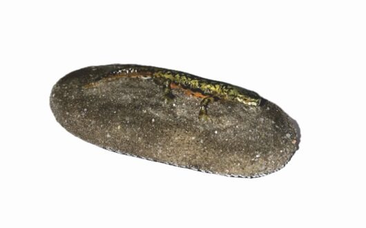 Čolek karpatský (Triturus montadoni)