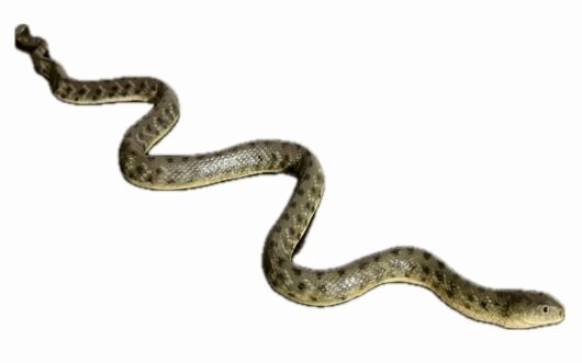 Užovka podplamatá (Natrix tessellata)