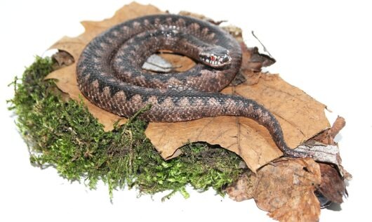 Didaktický model zmije obecné (Vipera berus) pro výuku biologie