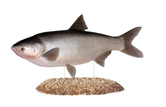 TOLSTOLOBIK BÍLÝ (HYPOPHTHALMICHTHYS MOLITRIX)