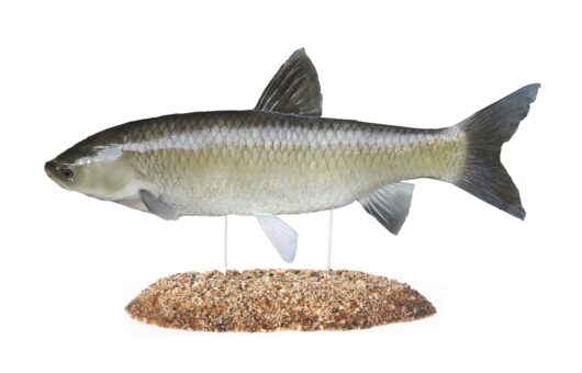 AMUR OBECNÝ (CTENOPHARYNGODON IDELLA)