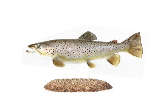 PSTRUH OBECNÝ (SALMO TRUTTA MORPHA FARIO)