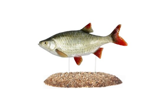 PERLÍN OSTROBŘICHÝ (SCARDINIUS ERYTHROPHTHALMUS)