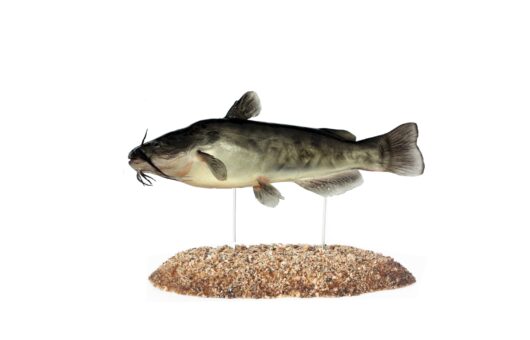 SUMEČEK AMARICKÝ (AMEIURUS NEBULOSUS)