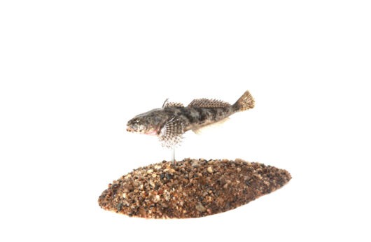 VRANKA OBECNÁ (COTTUS GOBIO)