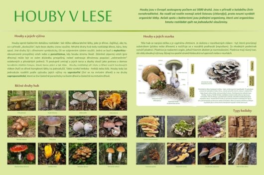 Houby v lese