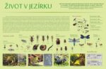 Život v jezírku