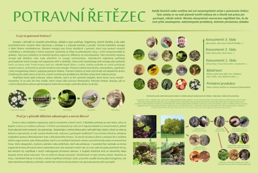 Potravní řetězec